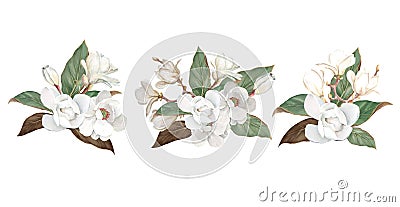 THREE BOUQUETS OF FLOWERING WHITE MAGNOLIA,WHITE FLOWERS,WEDDING FLORIST, Stock Photo